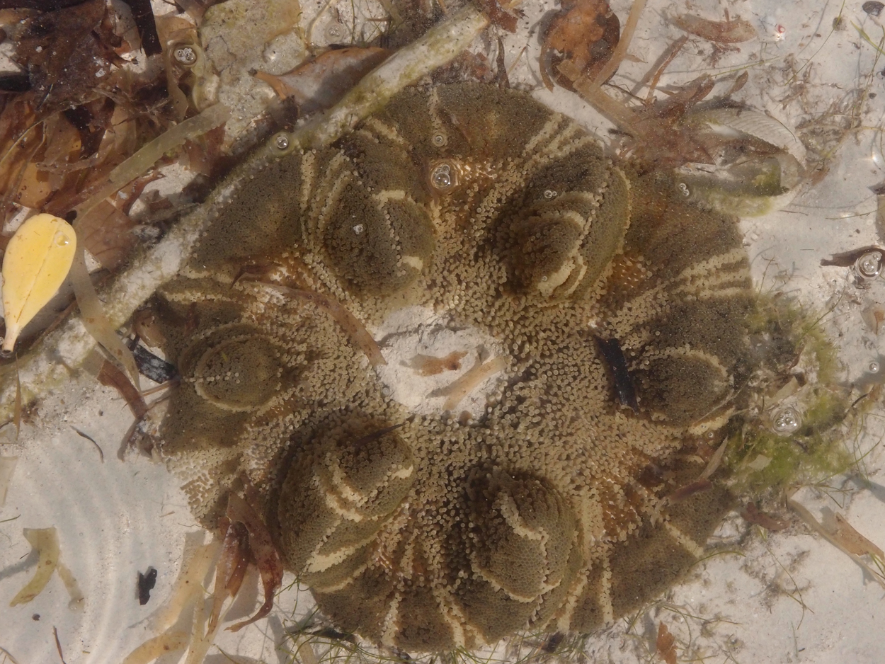 2015-10-07 Habitat des Lorbi (Foto)